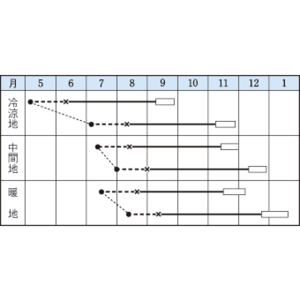 画像2: 送料無料　[カリフラワー]　スノーニューダイヤ　20ml　タキイ種苗(株) (2)