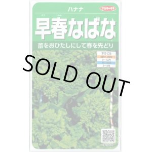 画像: [その他]　早春なばな　約850粒　サカタ交配