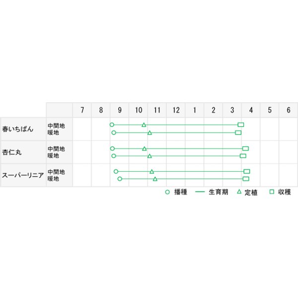 画像2: 送料無料　[たまねぎ]　超極早生　春いちばん玉葱　20ml　松永種苗(株) (2)