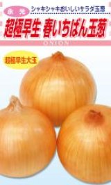 画像: 送料無料　[たまねぎ]　超極早生　春いちばん玉葱　20ml　松永種苗(株)