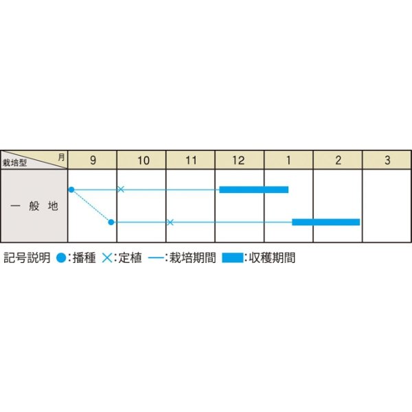 画像2: 送料無料　早生祝蕾　コート種子　30粒　（株）大和農園 (2)