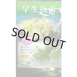 画像: 送料無料　[葉物]　早生祝蕾　コート種子　30粒　(株)大和農園