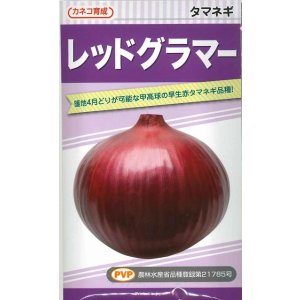 画像: 送料無料　[たまねぎ]　レッドグラマー（PVP)　　20ml　カネコ種苗（株）