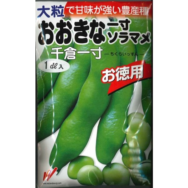 画像1: 送料無料　[そら豆]　千倉一寸　1dl　渡辺農事（株） (1)