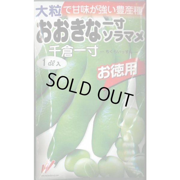 画像1: 送料無料　[そら豆]　千倉一寸　1dl　渡辺交配 (1)