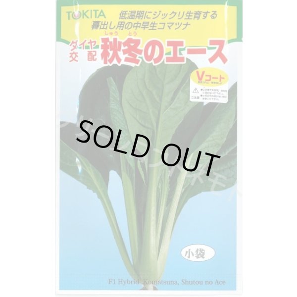 画像1: 送料無料　[小松菜]　秋冬のエース　10ml　トキタ種苗(株) (1)