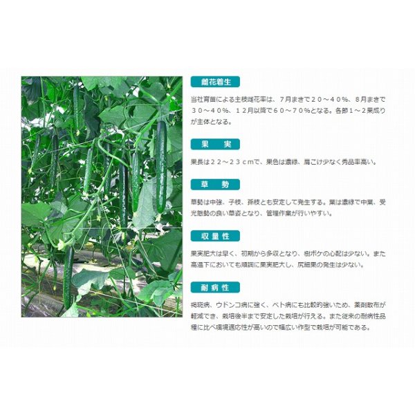 画像3: 送料無料　[キュウリ]　リスペクト　350粒　(株)ときわ研究場 (3)