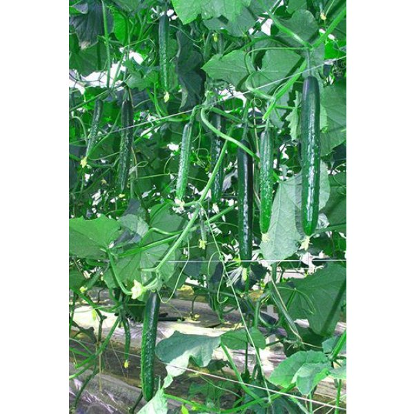 画像4: 送料無料　[キュウリ]　リスペクト　350粒　(株)ときわ研究場 (4)