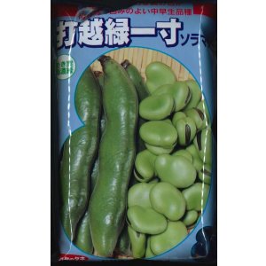 画像: [そら豆]　打越緑一寸　1L(およそ230粒)　(株)サカタのタネ