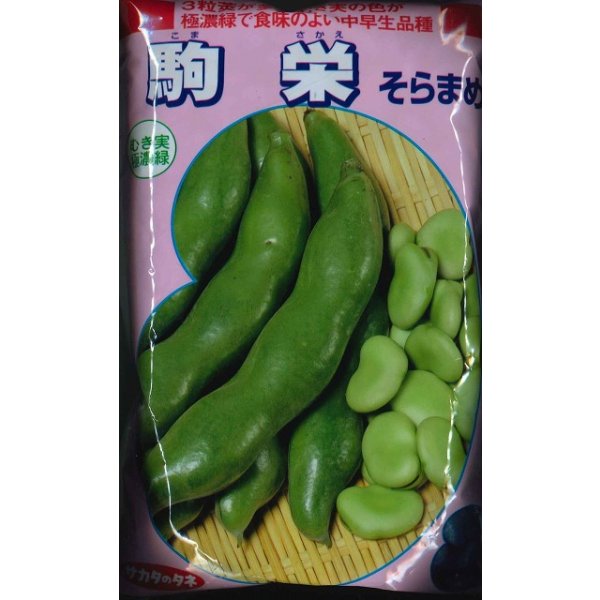 画像1: [そら豆]　駒栄　1L(およそ260粒)　(株)サカタのタネ (1)