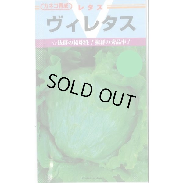 画像1: 送料無料　[レタス]　ヴィレタス　20ml　カネコ種苗（株） (1)