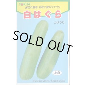 画像: 送料無料　[瓜類]　白はぐら　20ml(およそ700粒)　トキタ種苗(株)