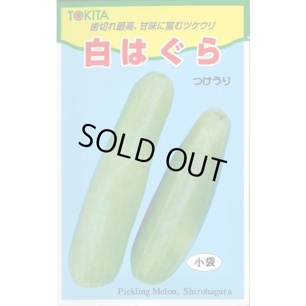 画像1: 送料無料　[瓜類]　白はぐら　20ml(およそ700粒)　トキタ種苗(株) (1)