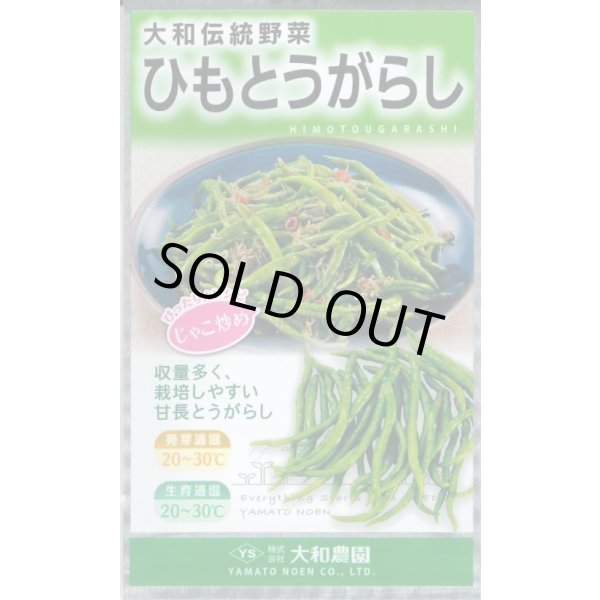 画像1: 送料無料　[とうがらし]　ひもとうがらし1ml　（株）大和農園 (1)