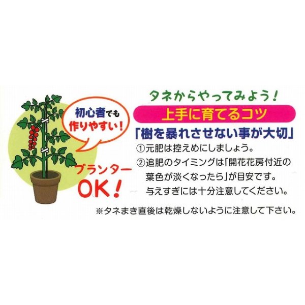 画像4: 送料無料　[トマト]　マイクロトマト(イエロー)15粒　（株）アサヒ農園 (4)