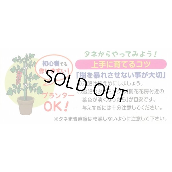 画像4: 送料無料　[トマト]　マイクロトマト(イエロー)20粒　（株）アサヒ農園 (4)