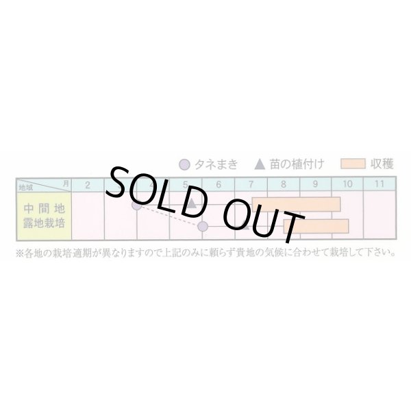 画像5: 送料無料　[トマト]　マイクロトマト(イエロー)20粒　（株）アサヒ農園 (5)