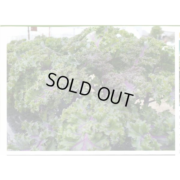 画像3: 送料無料　ちりめんケール　カーリーレッド　コート種子30粒　松永種苗(株) (3)