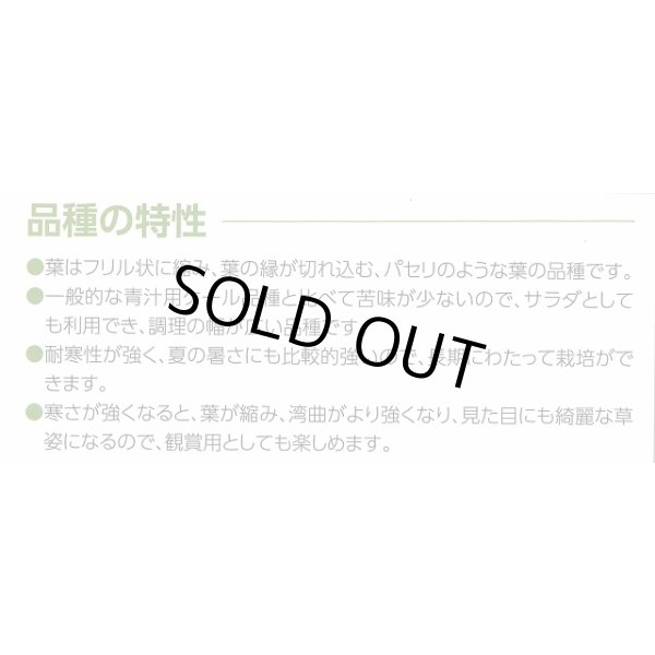 画像6: 送料無料　ちりめんケール　カーリーレッド　コート種子30粒　松永種苗(株) (6)