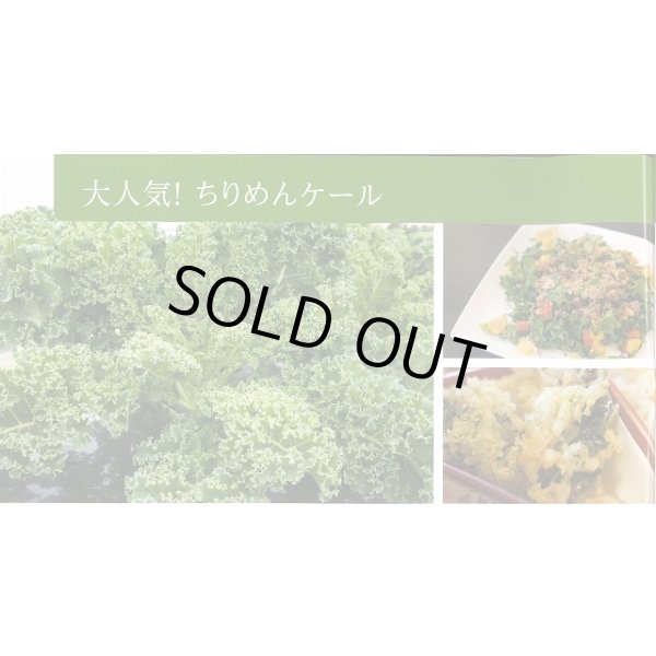 画像2: 送料無料　ちりめんケール　カーリーレッド　コート種子30粒　松永種苗(株) (2)