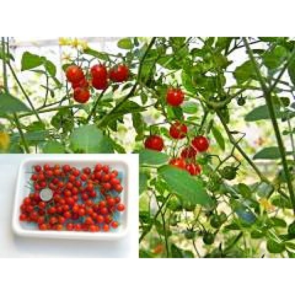 画像3: 送料無料　[トマト]　マイクロトマト(イエロー)15粒　（株）アサヒ農園 (3)