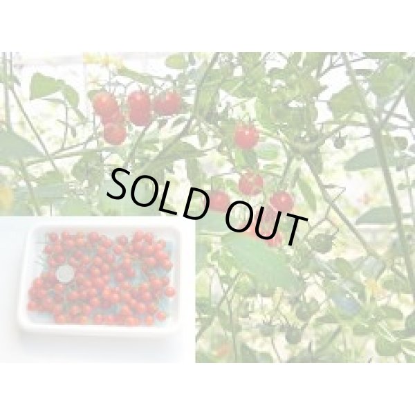 画像3: 送料無料　[トマト]　マイクロトマト(イエロー)20粒　（株）アサヒ農園 (3)