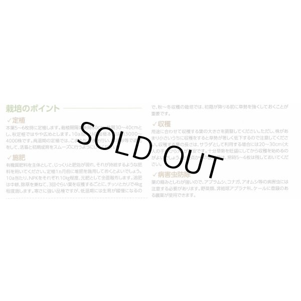 画像7: 送料無料　ちりめんケール　カーリーレッド　コート種子30粒　松永種苗(株) (7)