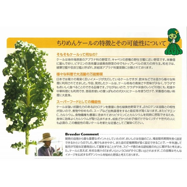 画像5: 送料無料　ちりめんケール　カーリーレッド　コート種子30粒　松永種苗(株) (5)