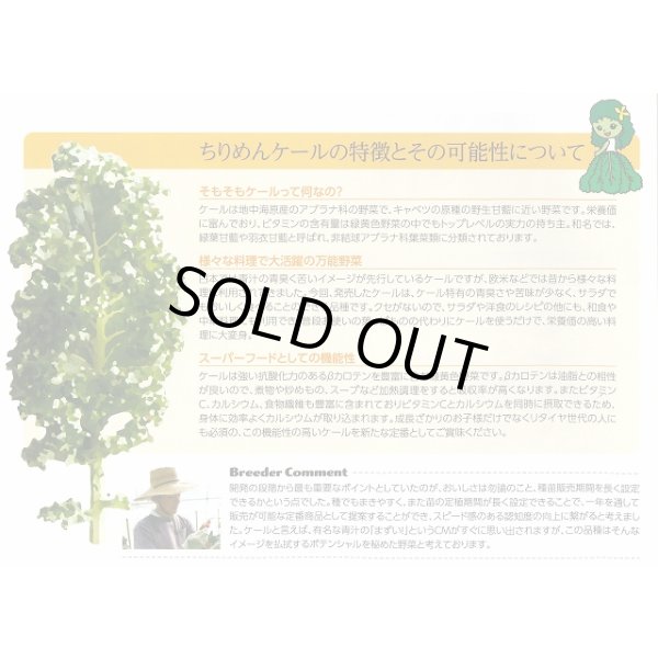 画像5: 送料無料　ちりめんケール　カーリーレッド　コート種子30粒　松永種苗(株) (5)