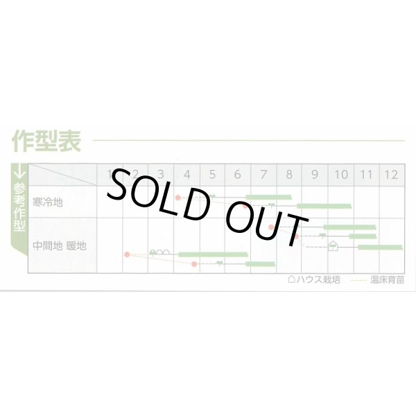 画像8: 送料無料　ちりめんケール　カーリーレッド　コート種子30粒　松永種苗(株) (8)