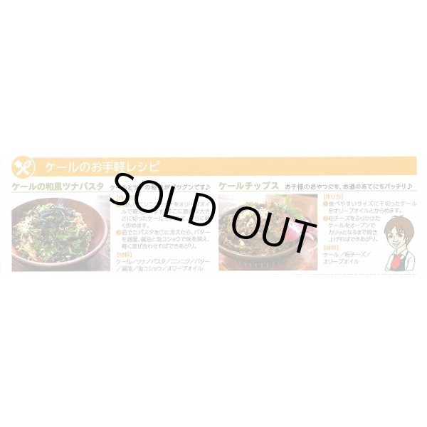 画像4: 送料無料　ちりめんケール　カーリーレッド　コート種子30粒　松永種苗(株) (4)