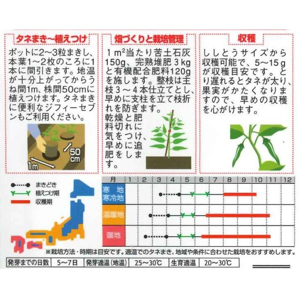 画像2: [ピーマン]　ししピー　　約20粒　　サカタ交配　実咲 (2)