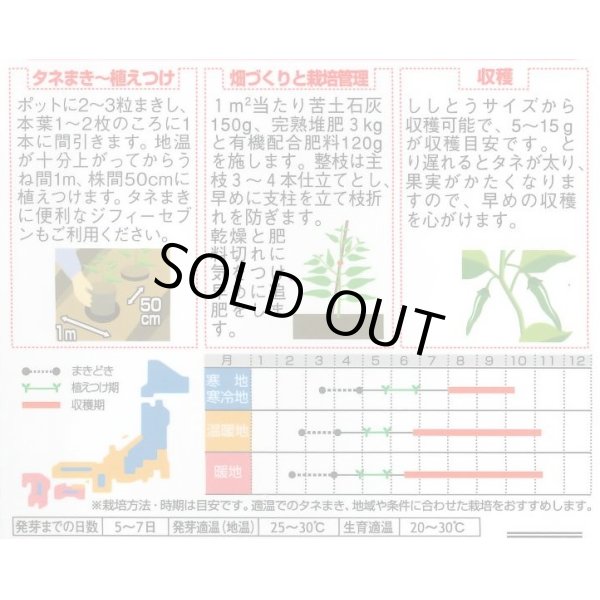 画像2: [ピーマン]　ししピー　500粒　サカタ交配 (2)