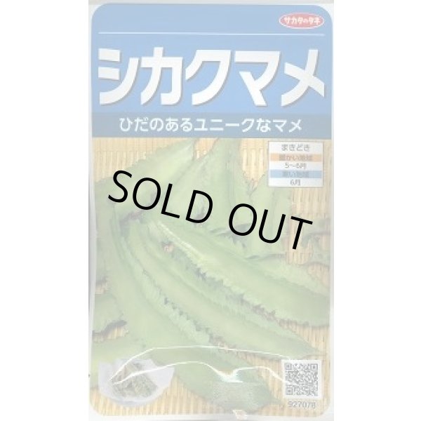 画像1: 送料無料　[豆類]　シカクマメ　約20粒　(株)サカタのタネ　実咲350（003127） (1)