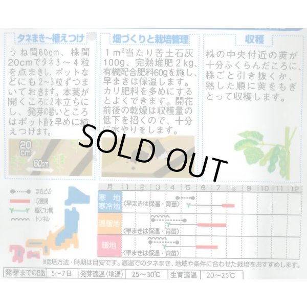 画像2: 送料無料　[枝豆]　天ヶ峰　約50粒　(株)サカタのタネ　実咲250（003150） (2)