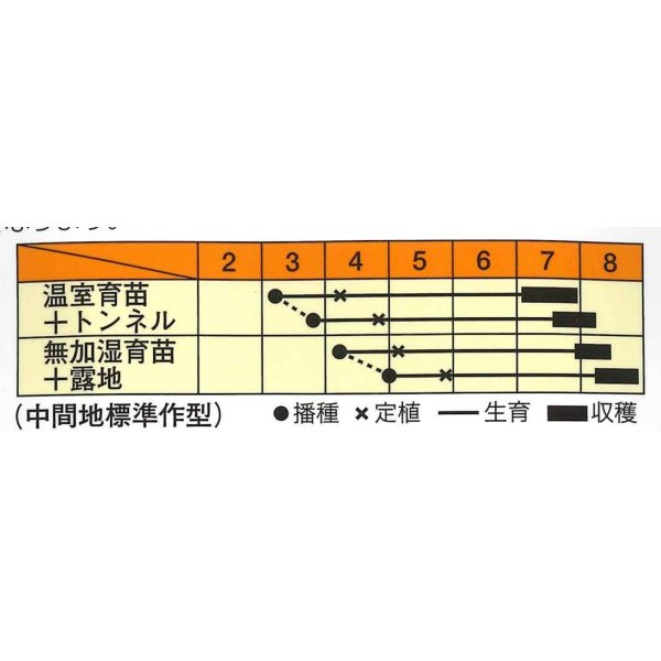 画像2: [かぼちゃ]　白いごっちゃん南瓜　10粒　松永種苗（株） (2)