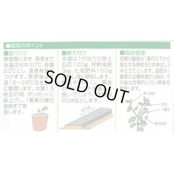 画像2: 送料無料　[なす]　美男　0.4ml(およそ60粒)　(株)渡辺採種場 (2)
