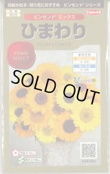 画像: 送料無料　花の種　ひまわり　ビンセント　ミックス　40粒　(株)サカタのタネ　実咲500（026388）