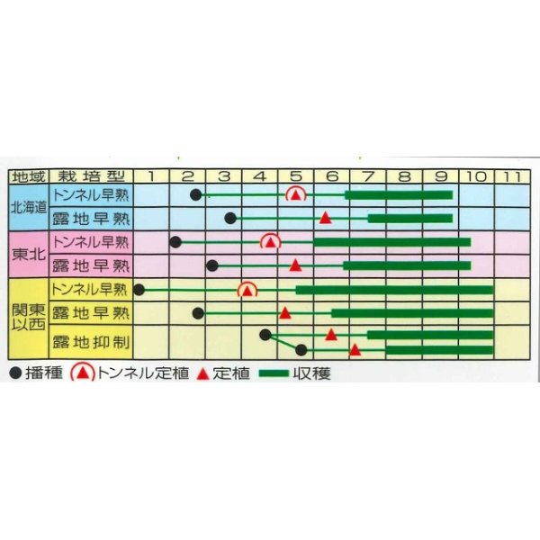 画像3: [なす]　美男　0.4ml（およそ60粒）　（株）渡辺採種場 (3)