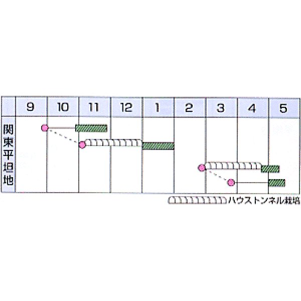 画像2: [シーダー種子]　小松菜　よかった菜　1粒×5cm間隔 (2)