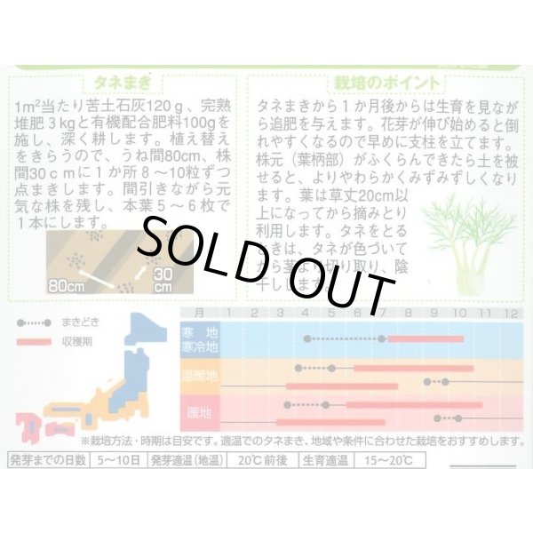 画像2: 送料無料　[ハーブの種]　フェンネル　約120粒　(株)サカタのタネ　実咲（003189） (2)