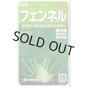 画像: 送料無料　[ハーブの種]　フェンネル　約120粒　(株)サカタのタネ　実咲（003189）