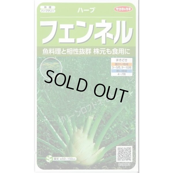 画像1: 送料無料　[ハーブの種]　フェンネル　約120粒　(株)サカタのタネ　実咲（003189） (1)