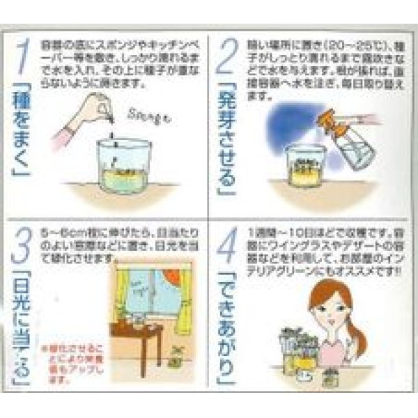 画像2: [葉物]　スプラウト種子　かいわれブロッコリー　30ml　スプラウト専用（無消毒種子）　中原採種場(株) (2)