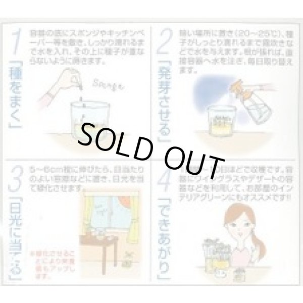 画像2: 送料無料　スプラウト種子　かいわれブロッコリー　25ml　スプラウト専用(無消毒種子)　中原採種場(株) (2)