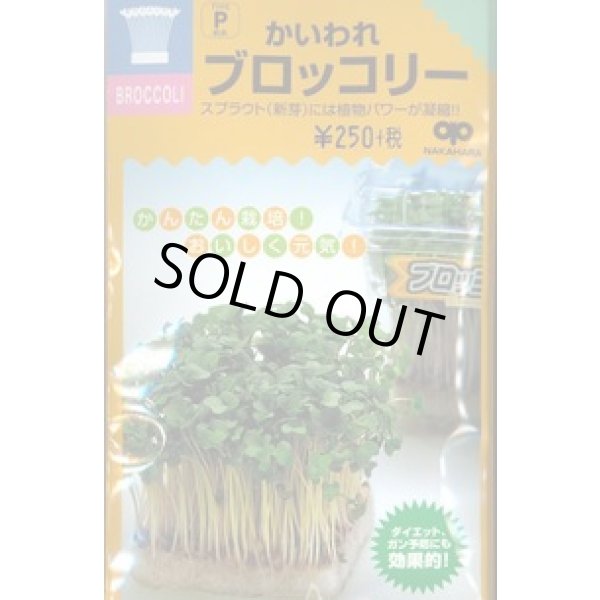 画像1: 送料無料　スプラウト種子　かいわれブロッコリー　25ml　スプラウト専用(無消毒種子)　中原採種場(株) (1)