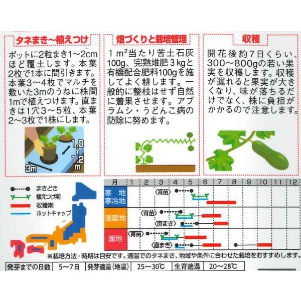 画像2: 送料無料 [かぼちゃ] マッチャン 100粒 (株)サカタのタネ (2)