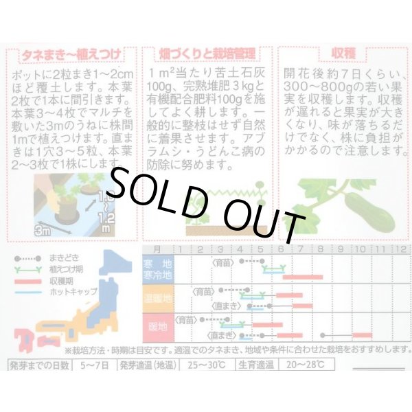 画像2: 送料無料　[かぼちゃ]　マッチャン　100粒　(株)サカタのタネ (2)