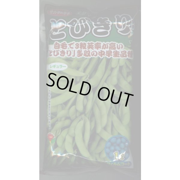 画像1: [枝豆] とびきり 1L (株)サカタのタネ (1)