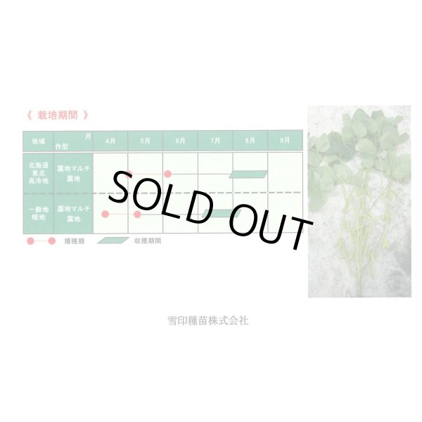 画像4: 送料無料　[枝豆]　サヤタカラ　70ml(およそ120粒)雪印種苗(株) (4)